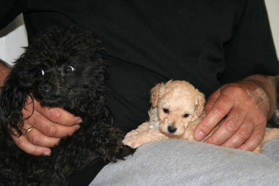 WElpen mit 5,5 Wochen (3)